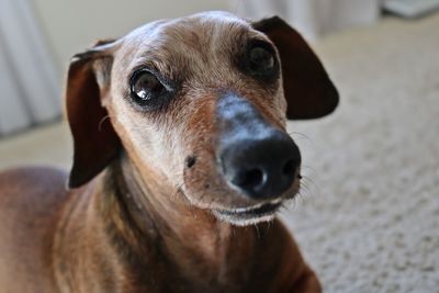 Close-up portrait of dog