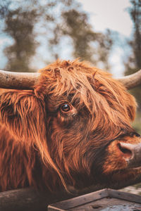 Close-up of a horse