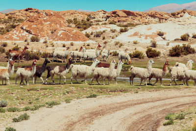 Horses grazing on landscape against mountains