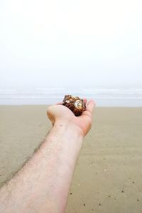 Cropped image of hand holding lizard on beach