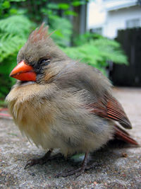 Close-up of bird perching outdoors