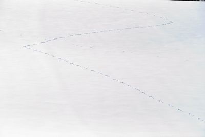 High angle view of birds on land