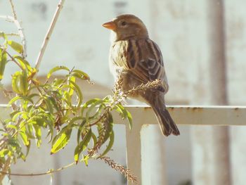 Close-up of bird perching on branch