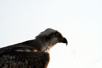Close-up of osprey against clear sky