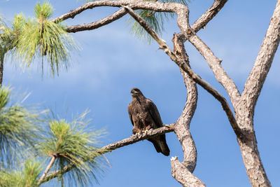 Low angle view of bird perching on branch