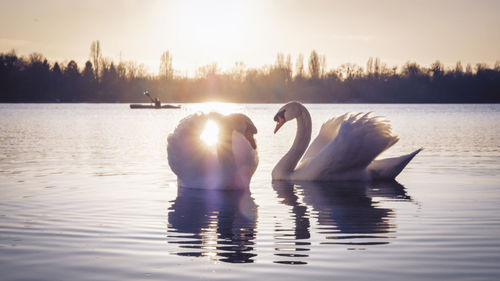 Swan swimming in lake against sky during sunset