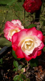 Close-up of pink rose blooming outdoors