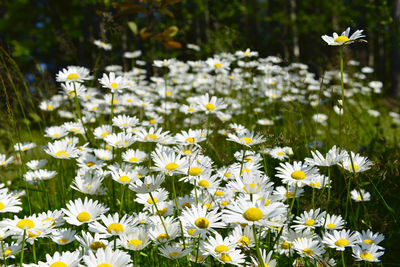 Close-up of white daisy flowers on field