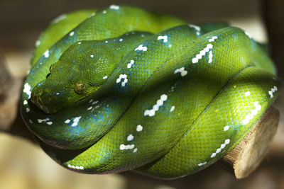 Close-up of green snake