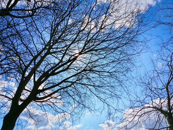Low angle view of bare trees against sky
