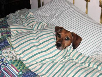 Portrait of dog on bed at home