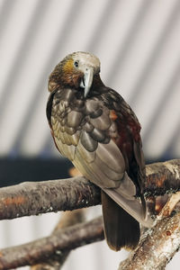 Close-up of eagle perching on branch