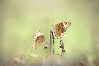 Butterfly on flower