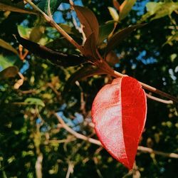 Close-up of leaves on tree