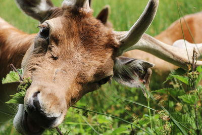 Close-up of a horse on field