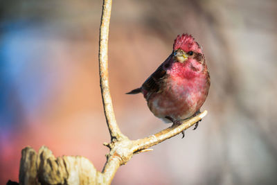 Close-up of bird perching on branch