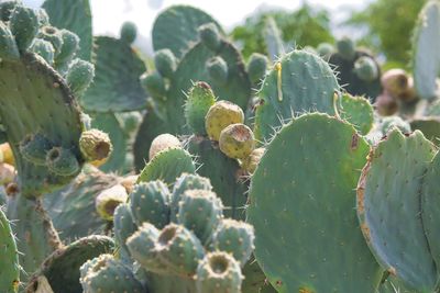 Close-up of plant