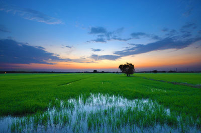 Scenic view of rice paddy against sky during sunset