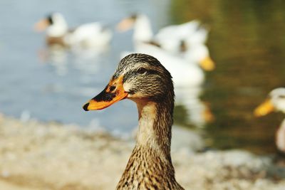 Close-up of a duck