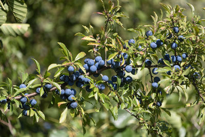 Close up of blue and purple sloe berries growing on a blackthorn bush.