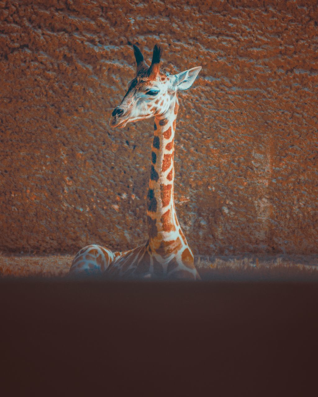 VIEW OF DEER STANDING ON WALL