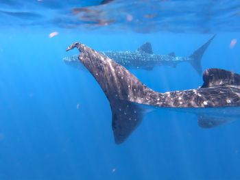 Fish swimming in sea