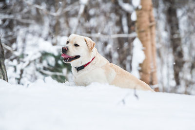 Dog looking away in snow