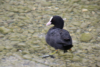 Close-up of duck in lake