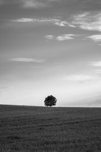 Tree on field against sky