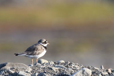 Close-up of bird perching on rock