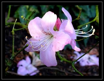 Close-up of pink flower