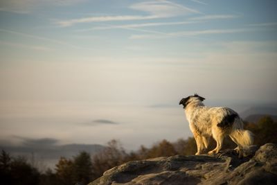 Low angle view of squirrel on rock against sky