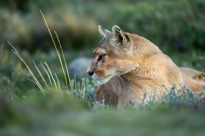 Close-up of lioness