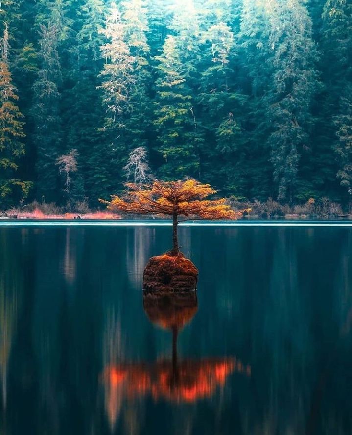 reflection, water, tree, plant, lake, nature, tranquility, beauty in nature, tranquil scene, no people, forest, scenics - nature, day, coniferous tree, outdoors, growth, pine tree, non-urban scene, land, pinaceae, woodland