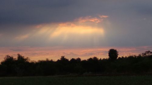 Silhouette trees on field against sky at sunset