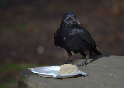 Close-up of bird eating food