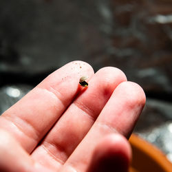 Close-up of ladybug on hand