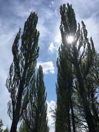 Low angle view of sunlight streaming through trees against sky