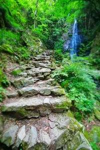 Scenic view of forest