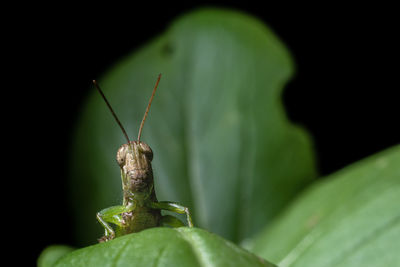 Close-up of insect on leaf