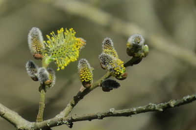 Close-up of flowering plant