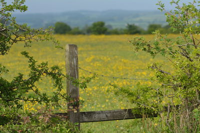 Wooden fence on field by trees.  barbed wire.  yellow flowers.