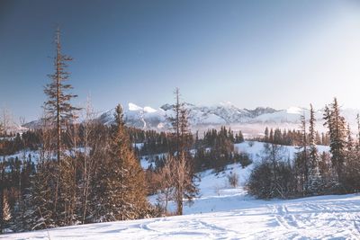 Trees on snow covered mountain against sky