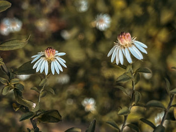 Close-up of white flowering plants