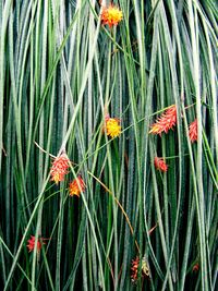 Close-up of flowers blooming outdoors