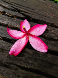 Close-up of raindrops on pink flower