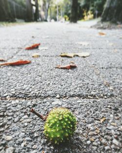 Close-up of autumn leaf on road