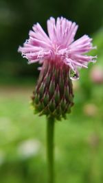 Close-up of pink flower