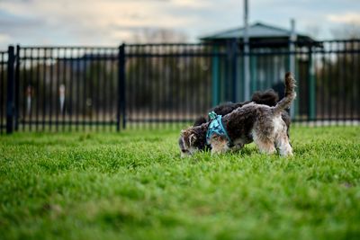 Dogs running on grassy field