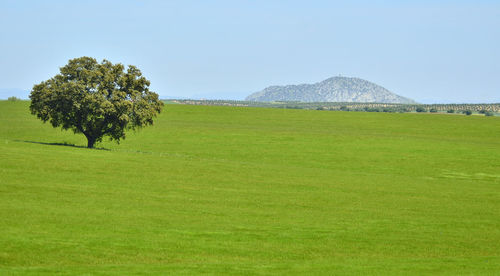 Scenic view of field against clear sky